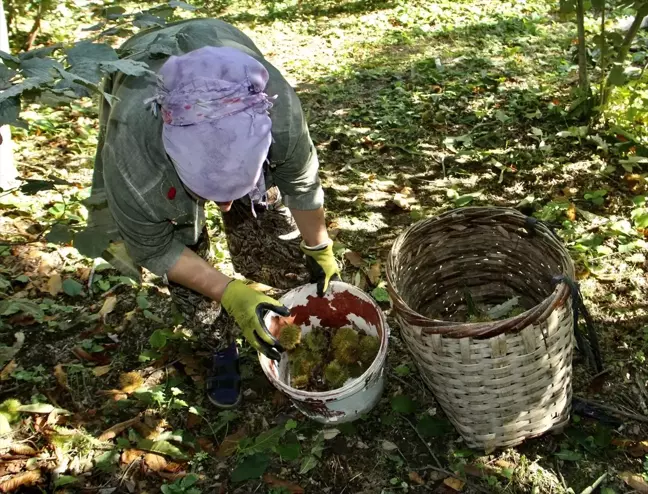 Sinop'ta Erfelek Kestanesinde Verim Artışı Bekleniyor