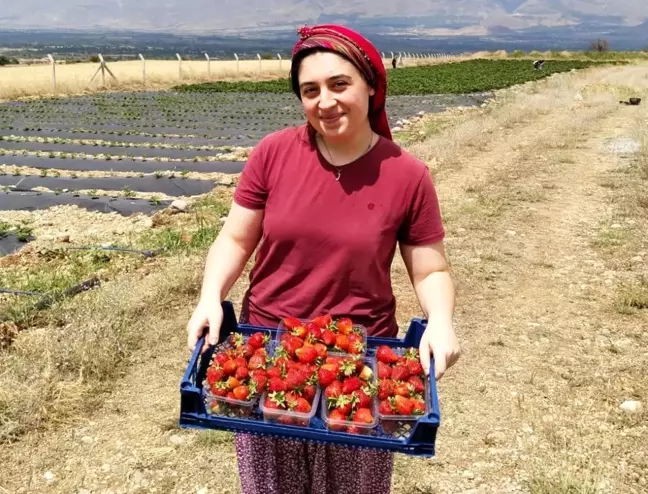 Erzincan'da Çilek Yetiştiriciliği Projesi Start Aldı