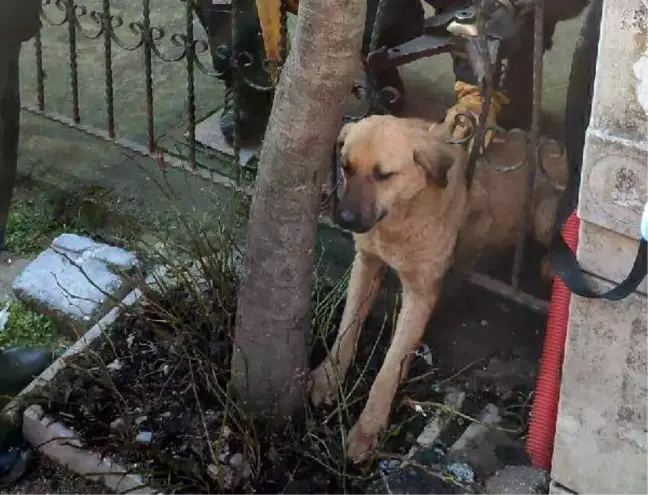 AVCILAR'DA BAŞI DEMİR PARMAKLIKLARA SIKIŞAN KÖPEK KURTARILDI