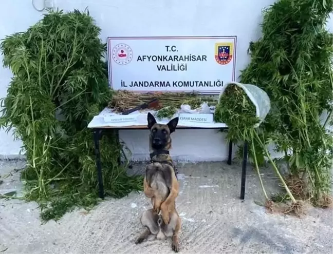 Afyonkarahisar'da Kenevir Hasadı Yapan Şahıs Jandarma Tarafından Suçüstü Yakalandı