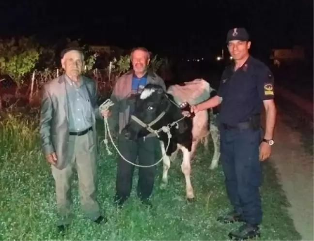 Alkol Almak İçin Babasının İneğini Çaldı