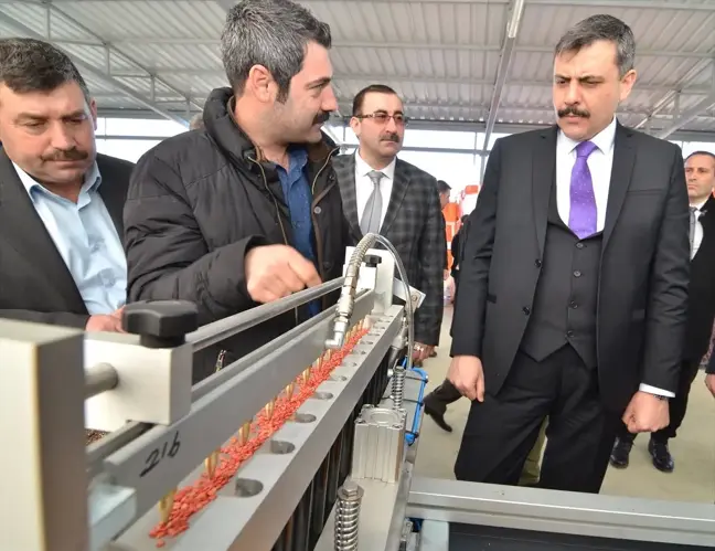 Tıbbi ve Aromatik Bitkiler Vadisi'nde Yerli Fide Üretilecek