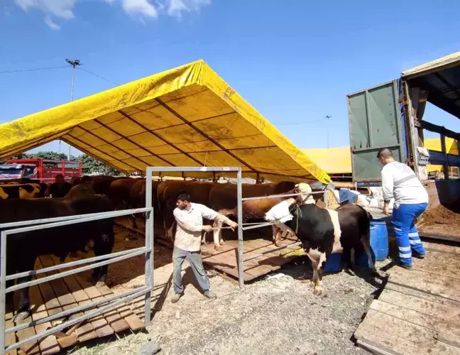 İstanbul'a kurbanlıklar pazara geldi, ilk günden çetin pazarlıklar yapıldı