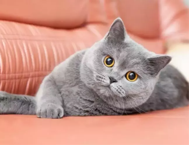 British Shorthair Irkı Kedilere Dair Bilinmesi Gerekenler