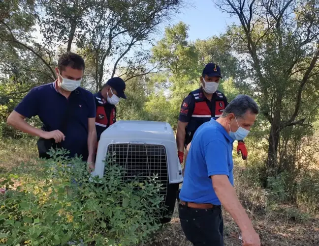 Son dakika haberi | Yaralı oklu kirpiye jandarma yardım elini uzattı
