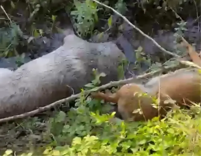 Akyazı'da Zehirli Tavuk Parçalarıyla 8 Köpek Öldürüldü