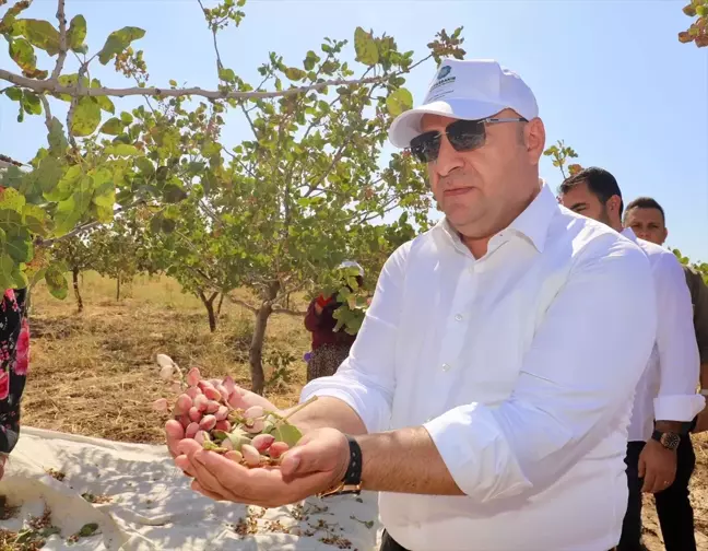 Diyarbakır'da Fıstık Hasadı Bahçe Günü Etkinliği Düzenlendi