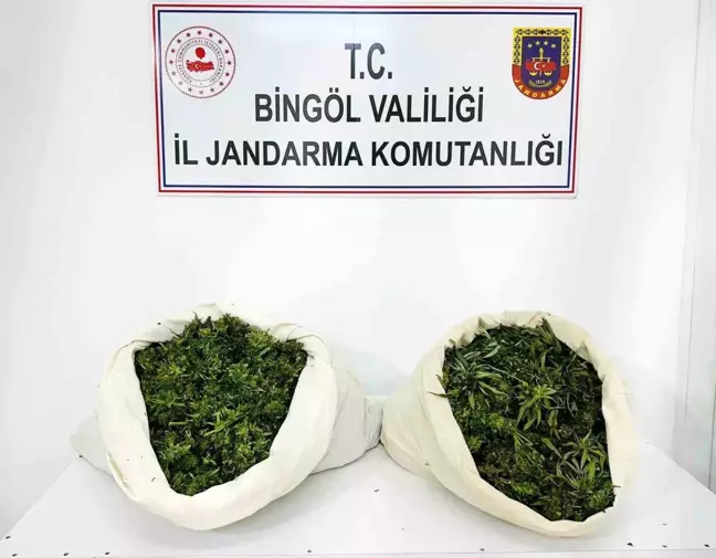 Bingöl'de 3 Bin 78 Kök Kenevir ve 21 Kilo 675 Gram Esrar Ele Geçirildi