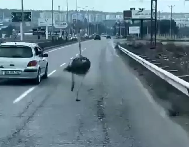 Diyarbakır'da Deve Kuşu Trafiği Alt Üst Etti