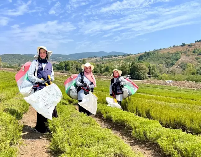 Kocaeli'de Tıbbi ve Aromatik Bitki Yetiştiriciliği Projesi ile Biberiye Hasadı Başladı