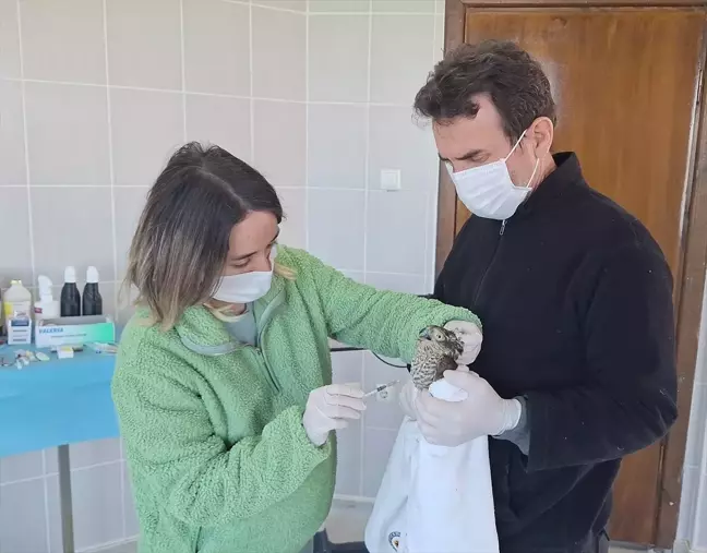 Görme Sorunu Yaşayan Atmaca Tedavi Ediliyor