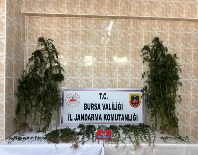 Bursa'da Kenevir Yetiştiren Şahıs Tutuklandı