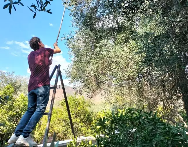 Köyceğiz'de Zeytin Hasadı Başladı, Kuraklık Verimi Düşürdü