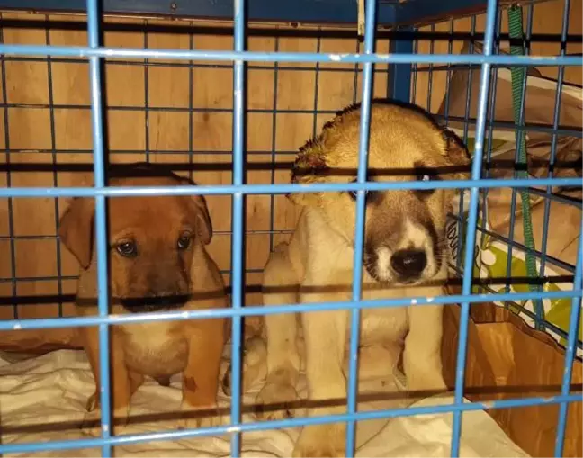 Kulakları Kesilen Köpek Yavrusu Tedavi Edildi