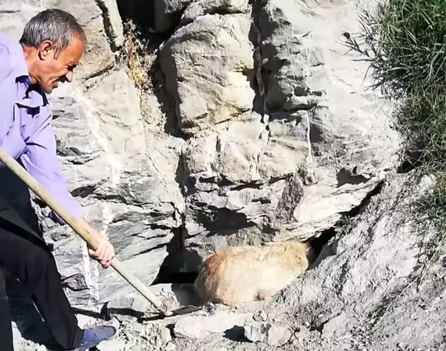 Kayalıklarda sıkışan köpek kurtarıldı