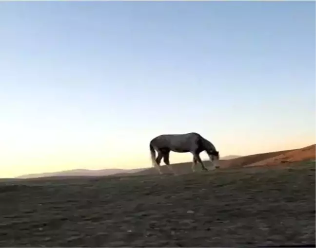 Bayburt'ta At ve Sahibinin Dostluğu Sosyal Medyada Gündem Oldu