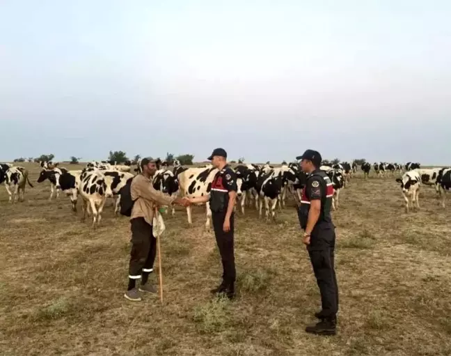 Kırklareli'de Kaybolan 97 Büyükbaş Hayvan Dron İle Bulundu