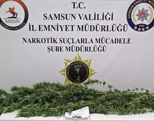 Samsun'da Uyuşturucu Operasyonu: 1,85 Gram Esrar ve 3 Kök Kenevir Ele Geçirildi