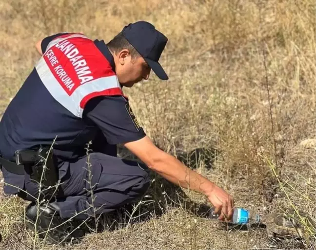 Bilecik İl Jandarma Komutanlığı'ndan Minik Kaplumbağaya Yardım