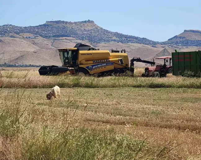 Mardin Ovası'nda Biçerdöver Operatörleri Zorlu Ekmek Mücadelesi Veriyor