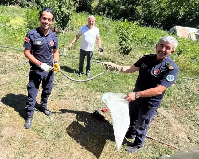 Bursa'da Tarlalarda Dev Yılanlar Görüldü