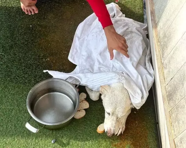 Kuşadası'nda kayalıklarda mahsur kalan köpek kurtarıldı