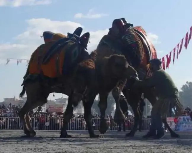 Deve Güreşi Festivali yapıldı