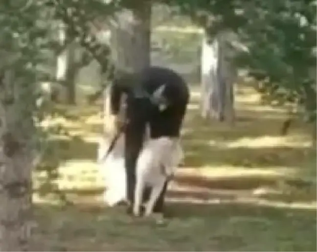 Parkta köpeğe işkence eden şüpheli hakkında takipsizlik kararı verildi
