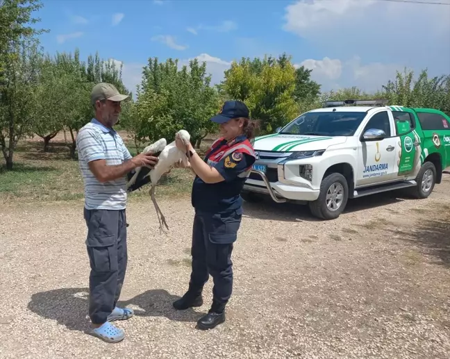 Elazığ'da yaralı halde bulunan leylek tedavi edilecek