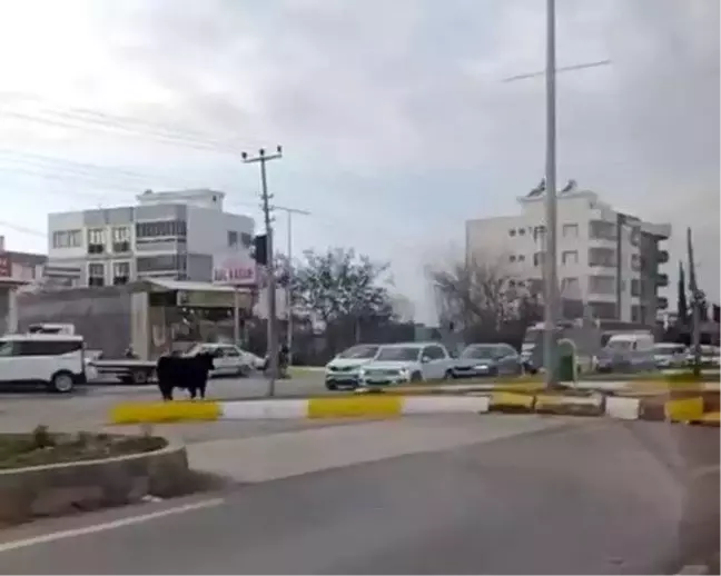 Adıyaman'da Kaçan İnek Trafiği Karıştırdı