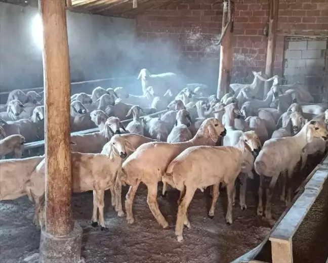 Konya'da Hayvan Hırsızlığı Şüphelileri Tutuklandı