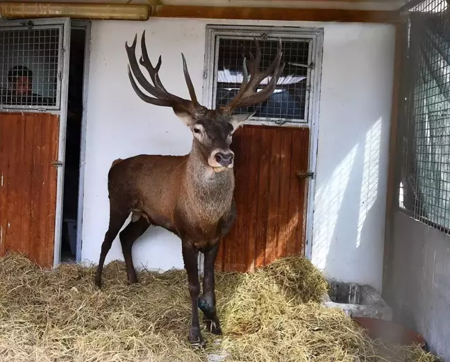 Yaralı Geyik Ateşli Silah ile Vurulmuş Olarak Bulundu