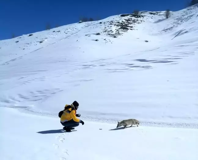 Palandöken Dağı'nda Tilkiyi Balıkla Besleyen Vatandaşlar