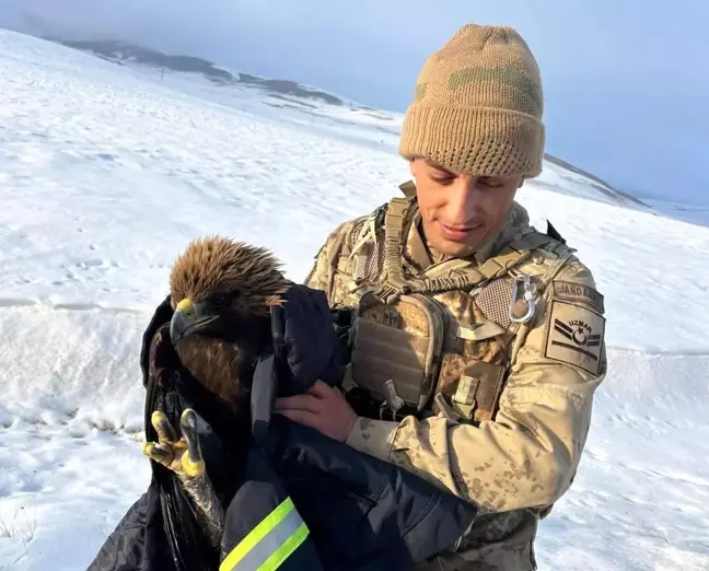 Erzurum'da Bitkin Halde Bulunan Kartal Kurtarıldı