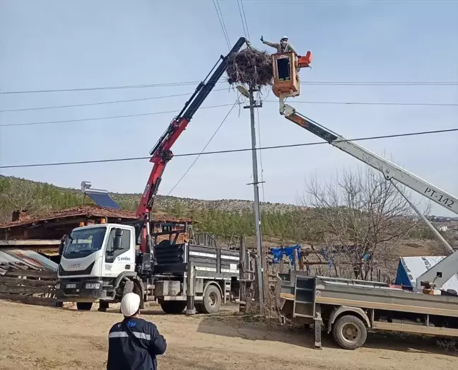 Sinop'ta leylekler için yapay yuvalar yerleştirildi