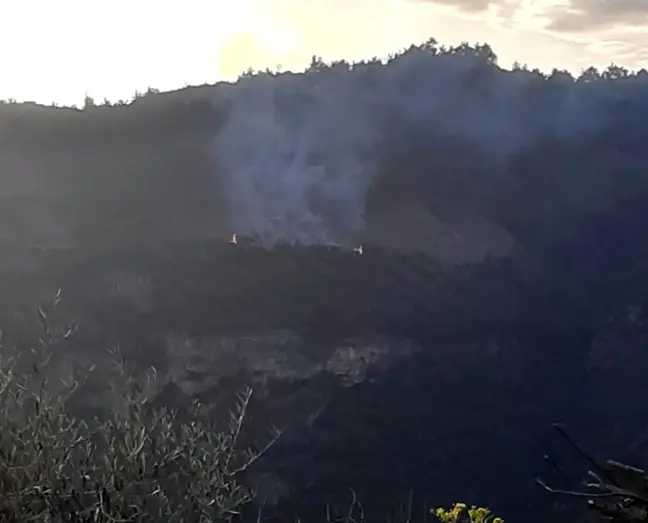 Aydın'da Orman Yangını, Hızlı Müdahale ile Kontrol Altına Alındı