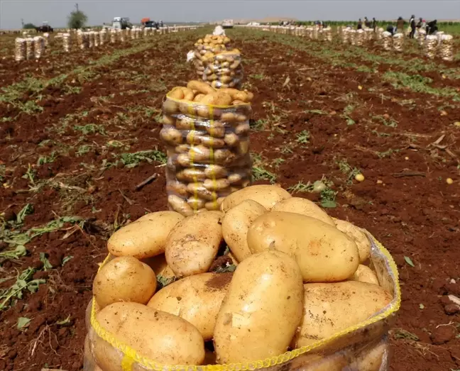Adana'da Erkenci Patates Hasadı Başladı