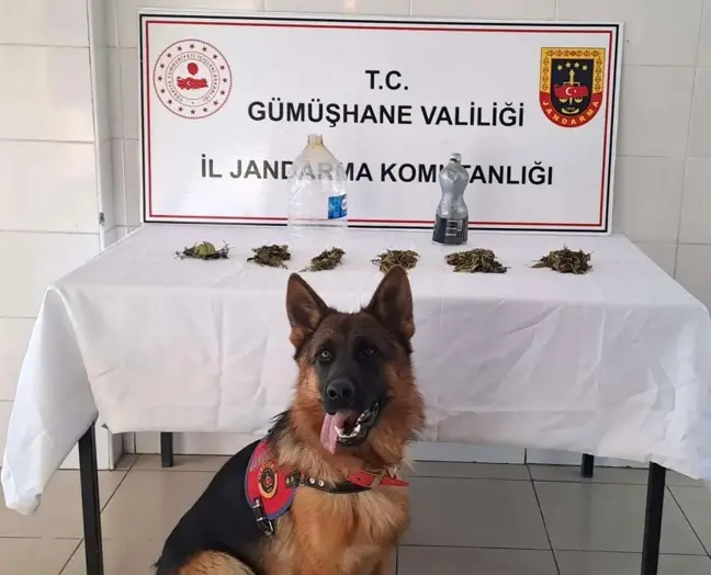 Gümüşhane'de Uyuşturucu Operasyonu: 105 Gram Esrar ve 11 Kök Kenevir Ele Geçirildi