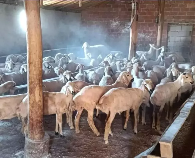 Konya'da 63 koyun çalındı, 3 şüpheli tutuklandı