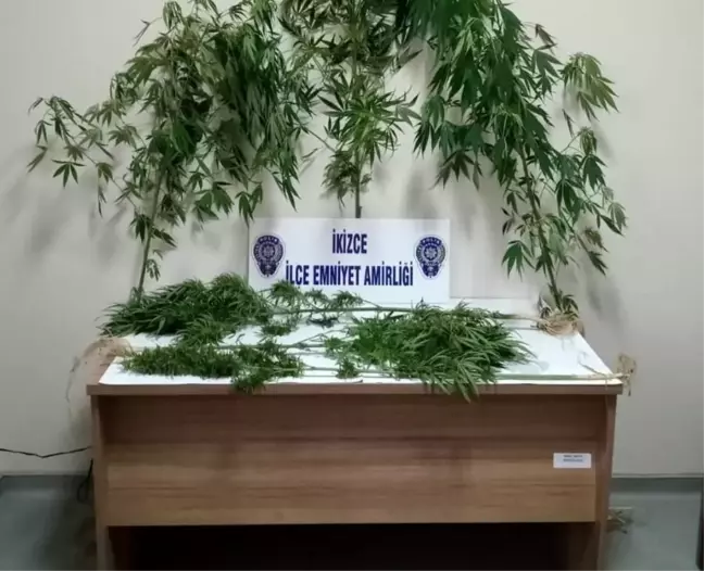 Devlet arazisine Hint keneviri dikti