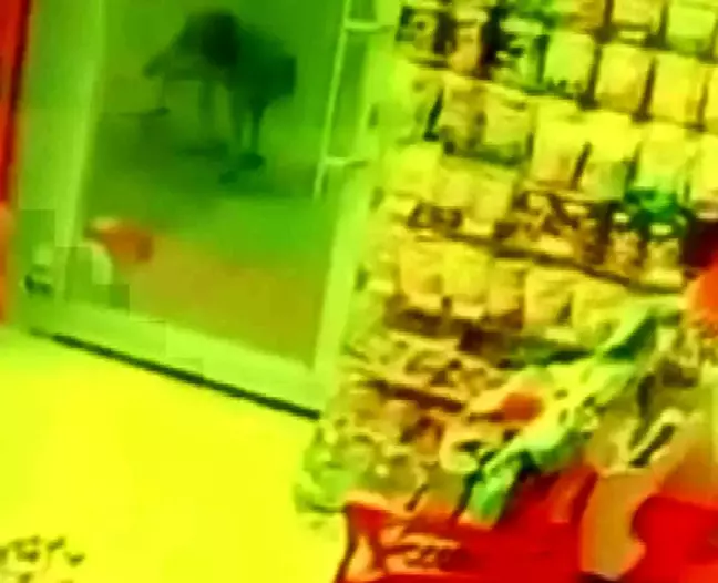Aç kalan kurt, köpeğe saldırdı