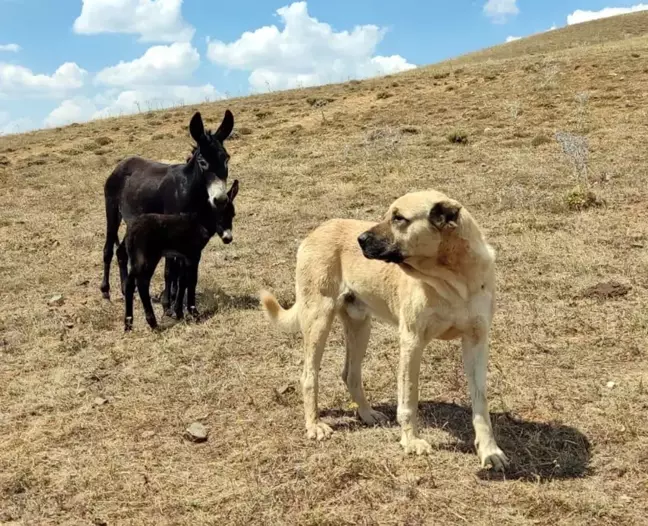 Sadakat örneği gösteren köpek, doğum yapan eşeği yalnız bırakmadı