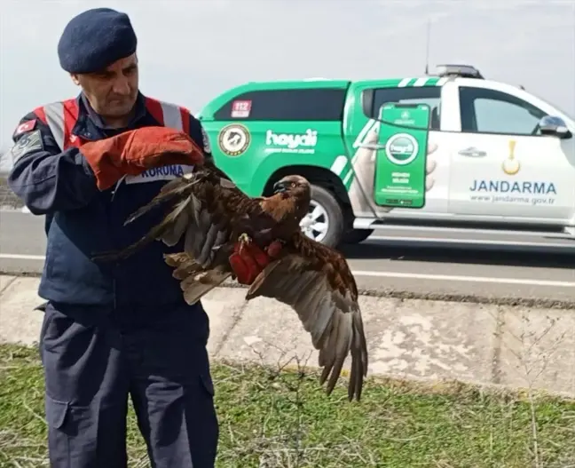 İpsala'da yaralı şahin tedavi altına alındı
