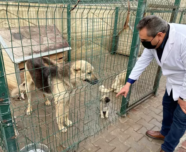 Yaralı köpek tedavi edildi