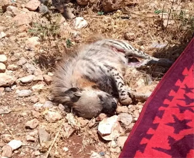 Çizgili sırtlana araç çarptı