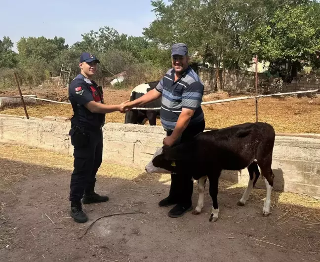 Edirne'de Kaybolan Buzağı Dronla Bulundu