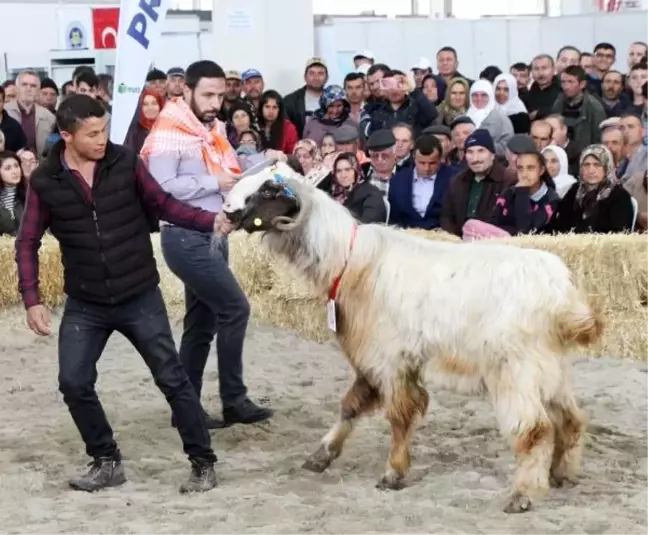 Koç, Keçi ve Oğlaklar Güzellik Yarışmasında Boy Gösterdi