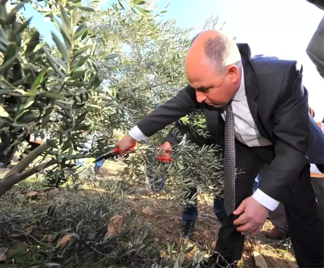 Vali Coşkun Zeytin Budadı