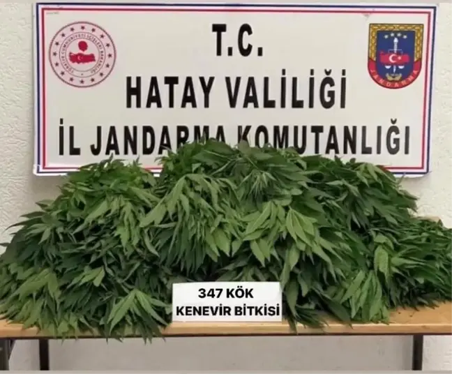 Son dakika haberi! Hatay'da kenevir bitkisi yetiştiren 2 kişi gözaltına alındı