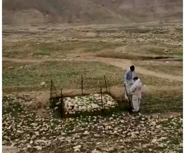 Irak'ta terör örgütü DEAŞ'ın katlettiği Yezidilere ait toplu mezar bulundu